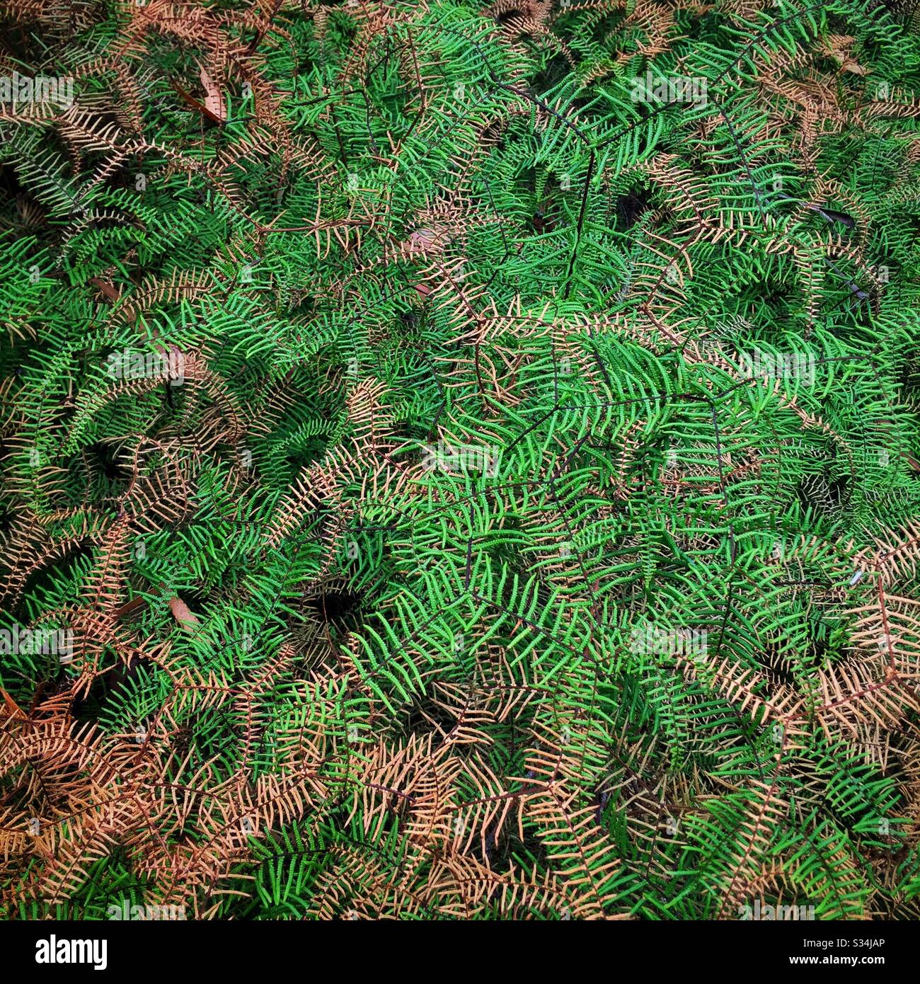 Scrambling Coral Fern affected by drought, Leura, Blue Mountains, NSW, Australia Stock Photo