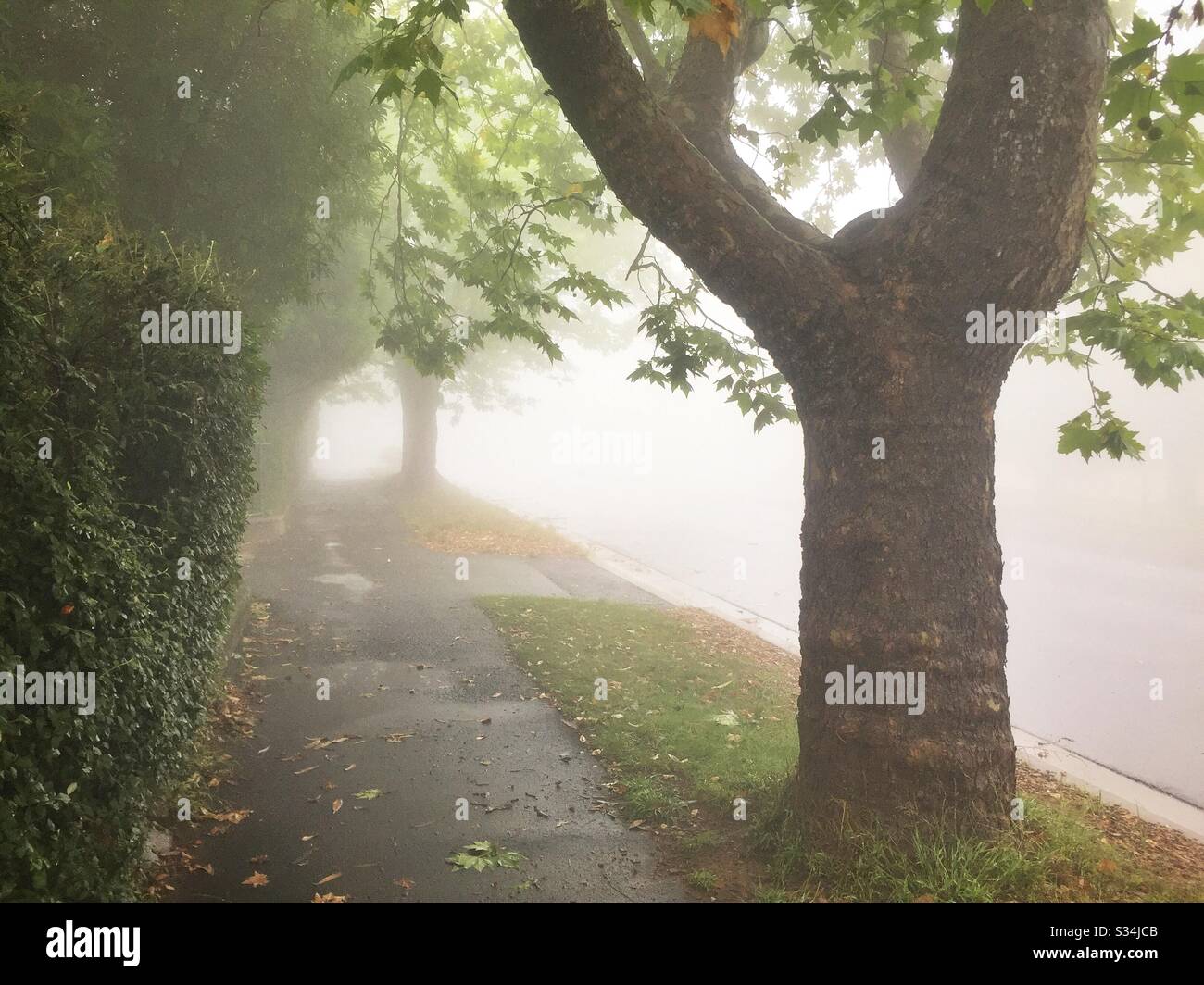 Thick fog in the Blue Mountains village of Leura, NSW, Australia - Smartphone Captured Stock Image