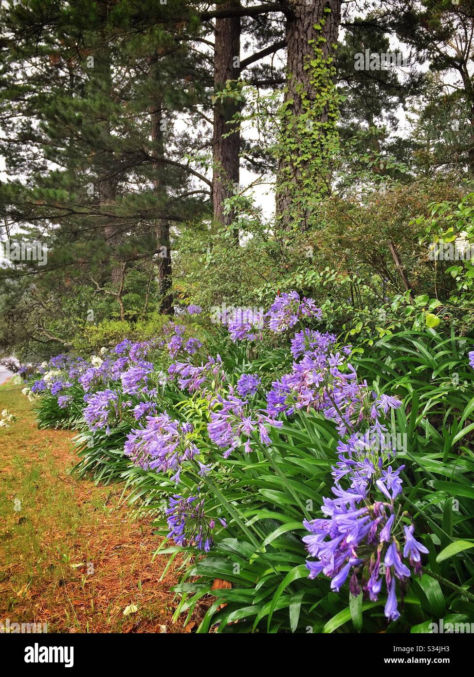 Agapanthus, an introduced, naturalised plant popular for its summer flowers, Leura, Blue Mountains, NSW, Australia - Smartphone Captured Stock Image