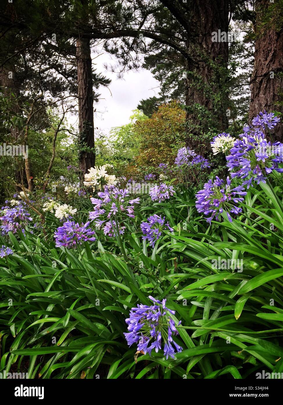 Agapanthus, an introduced, naturalised plant popular for its summer flowers, Leura, Blue Mountains, NSW, Australia - Smartphone Captured Stock Image