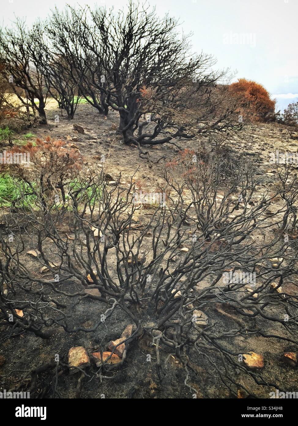 Aftermath of the bushfire on Narrow Neck Plateau, Blue Mountains National Park, NSW, Australia, January 2020 - Smartphone Captured Stock Image