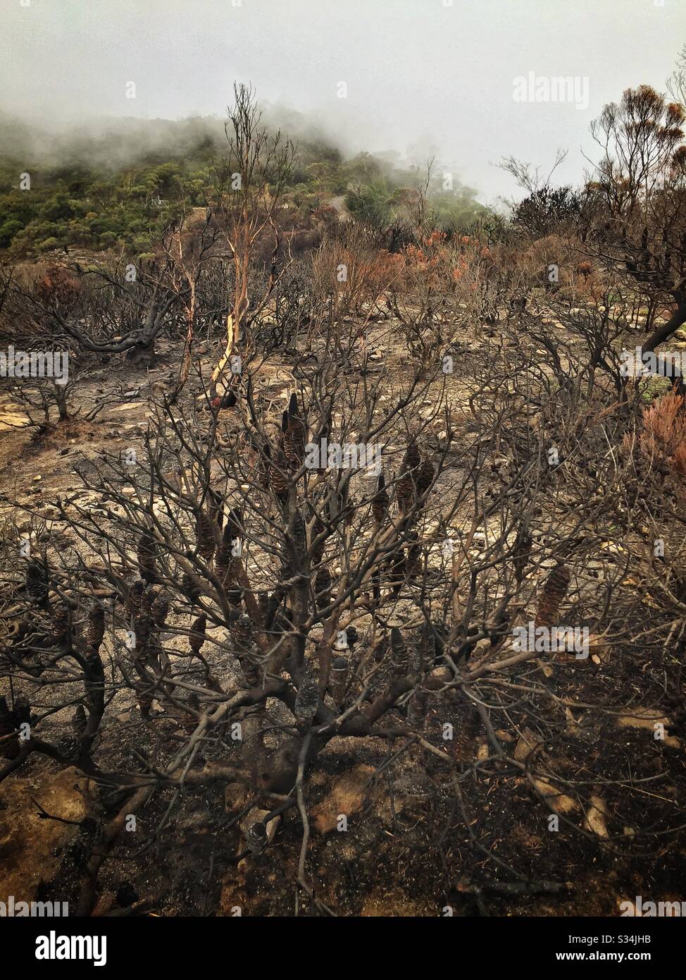 Aftermath of the bushfire on Narrow Neck Plateau, Blue Mountains National Park, NSW, Australia, January 2020 - Smartphone Captured Stock Image