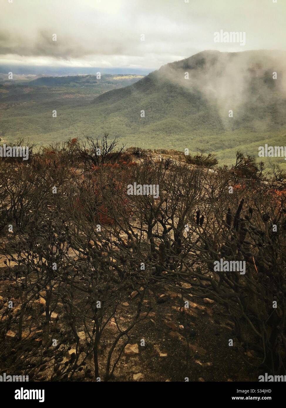 Aftermath of the bushfire on Narrow Neck Plateau, Blue Mountains National Park, NSW, Australia, January 2020 - Smartphone Captured Stock Image
