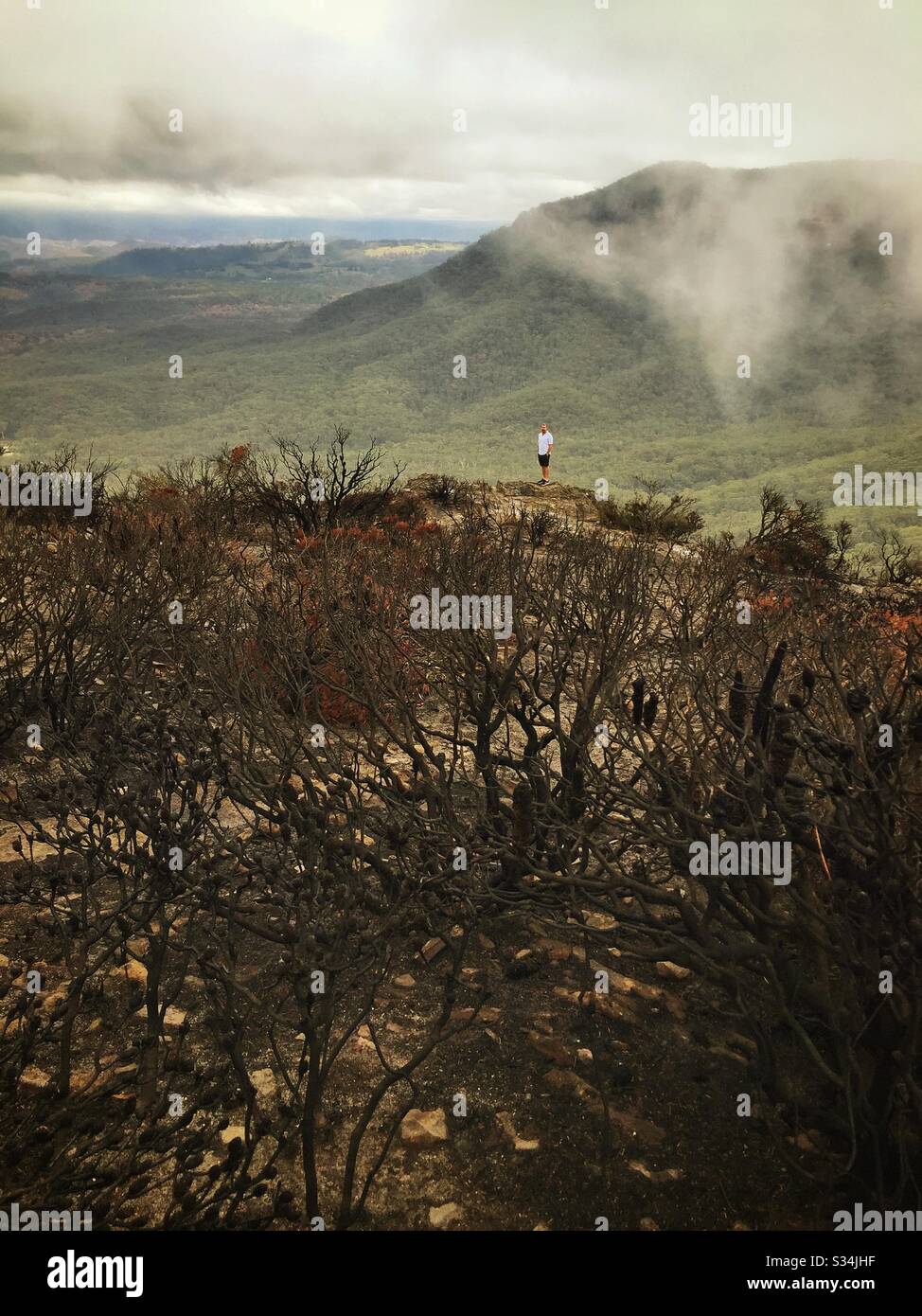 A tourist surveys the aftermath of the bushfire on Narrow Neck Plateau, Blue Mountains National Park, NSW, Australia, January 2020 - Smartphone Captured Stock Image