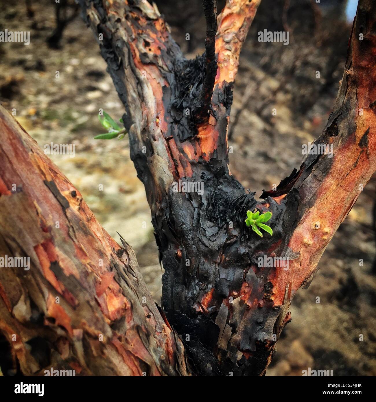 Epicormic shoots on a Eucalyptus tree about one month after being burned by bushfire, Narrow Neck Plateau, Blue Mountains National Park, NSW, Australia, January 2020 - Smartphone Captured Stock Image