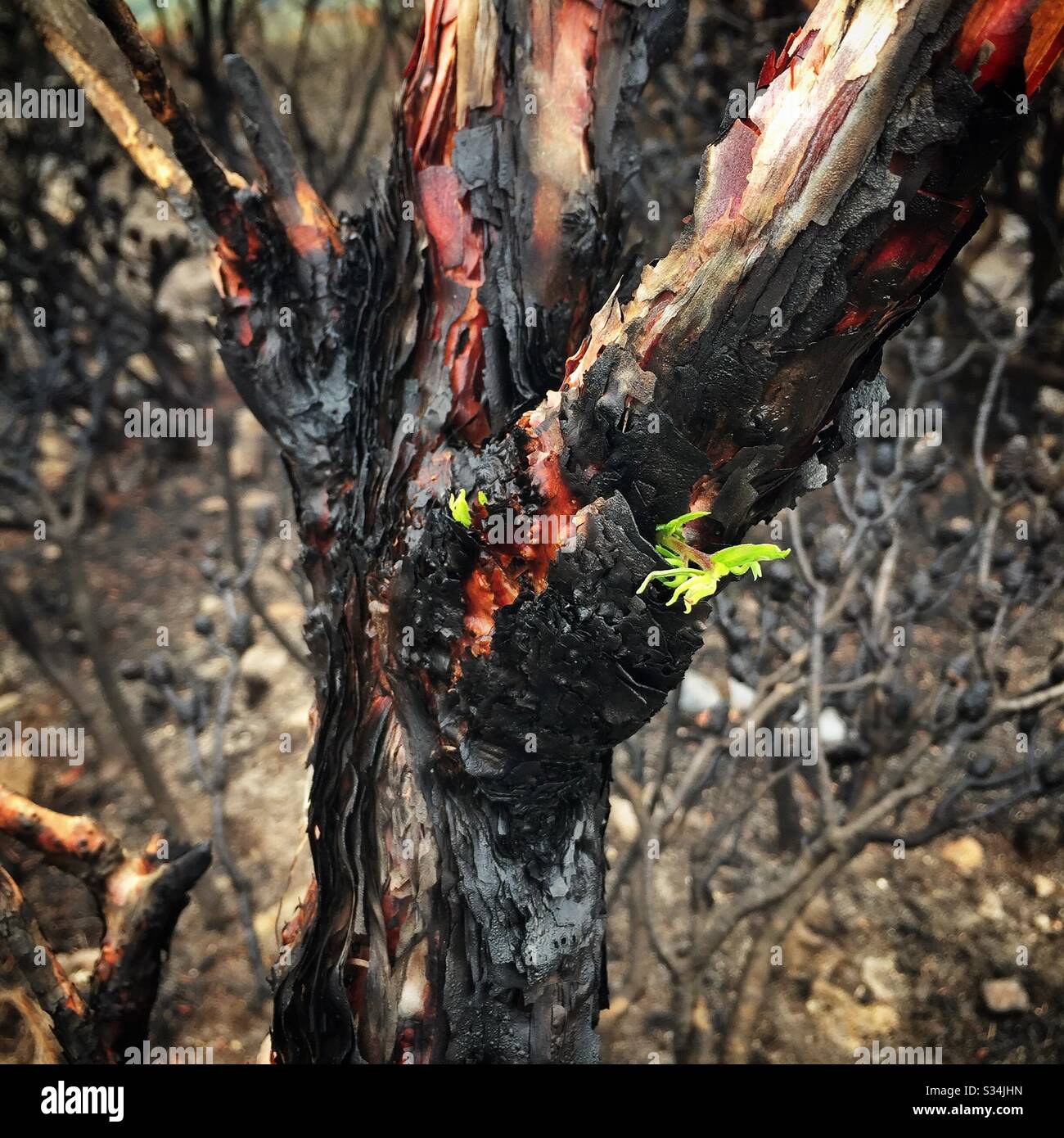 Epicormic shoots on a Eucalyptus tree about one month after being burned by bushfire, Narrow Neck Plateau, Blue Mountains National Park, NSW, Australia, January 2020 - Smartphone Captured Stock Image