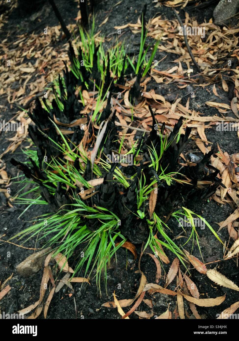 Regrowth about one month after being burned by bushfire, Narrow Neck Plateau, Blue Mountains National Park, NSW, Australia, January 2020 - Smartphone Captured Stock Image
