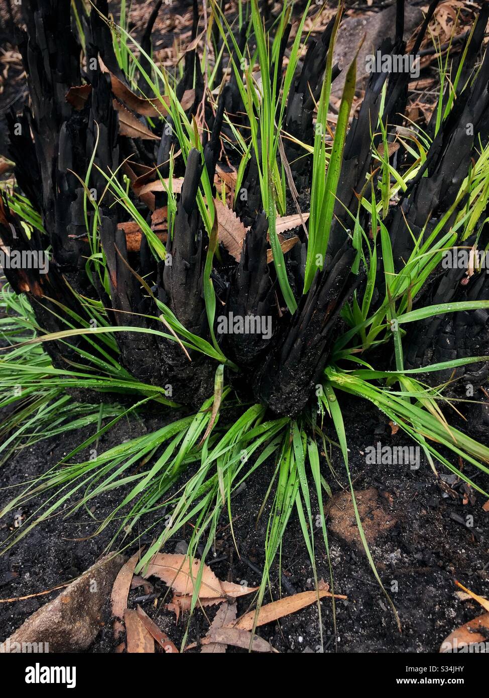Regrowth about one month after being burned by bushfire, Narrow Neck Plateau, Blue Mountains National Park, NSW, Australia, January 2020 - Smartphone Captured Stock Image