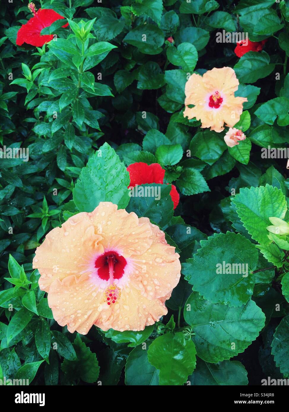 Gumamela flower hires stock photography and images Alamy