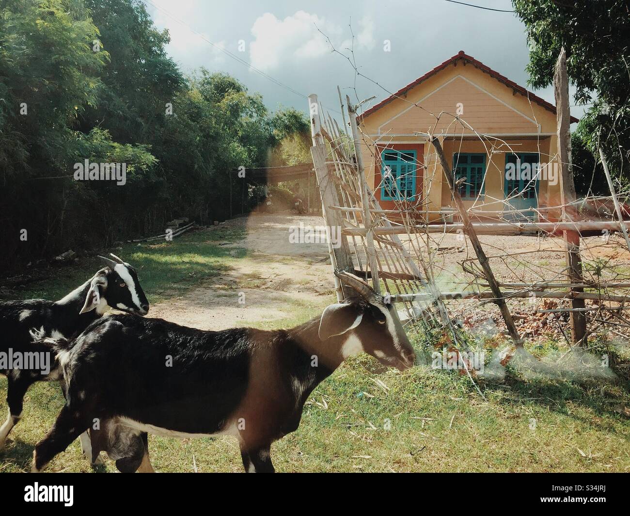 Herding goats. - Smartphone Captured Stock Image