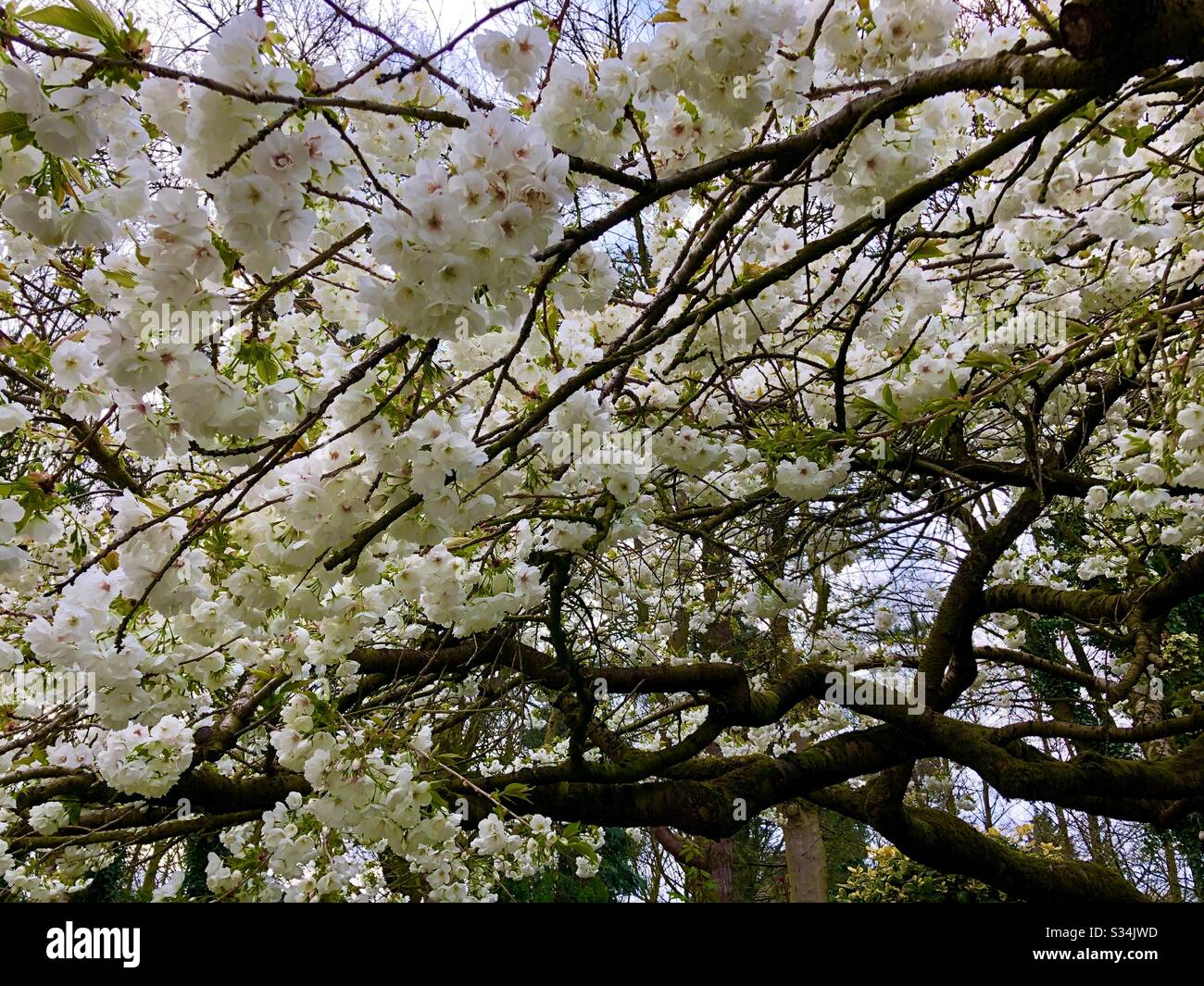 Do Dogwood Trees Smell Bad