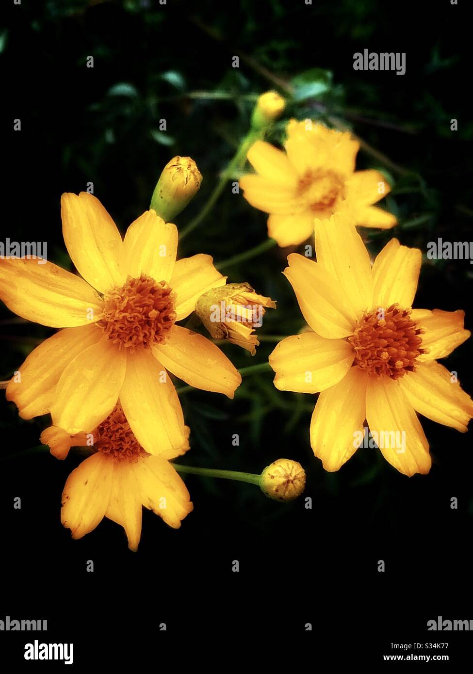 The yellowish Coreopsis drummondii Torr. Er Gray flower / 金雞菊。別名孔雀菊 Stock Photo