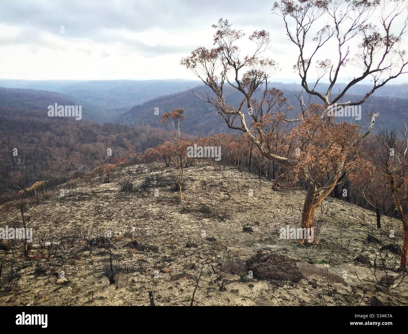 Aftermath of the bushfire on Hat Hill, Blue Mountains National Park, NSW, Australia, January 2020 - Smartphone Captured Stock Image