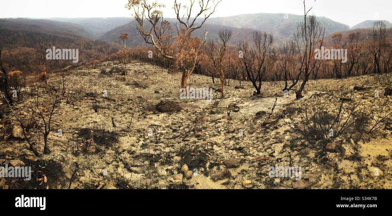 Aftermath of the bushfire on Hat Hill, Blue Mountains National Park, NSW, Australia, January 2020 - Smartphone Captured Stock Image