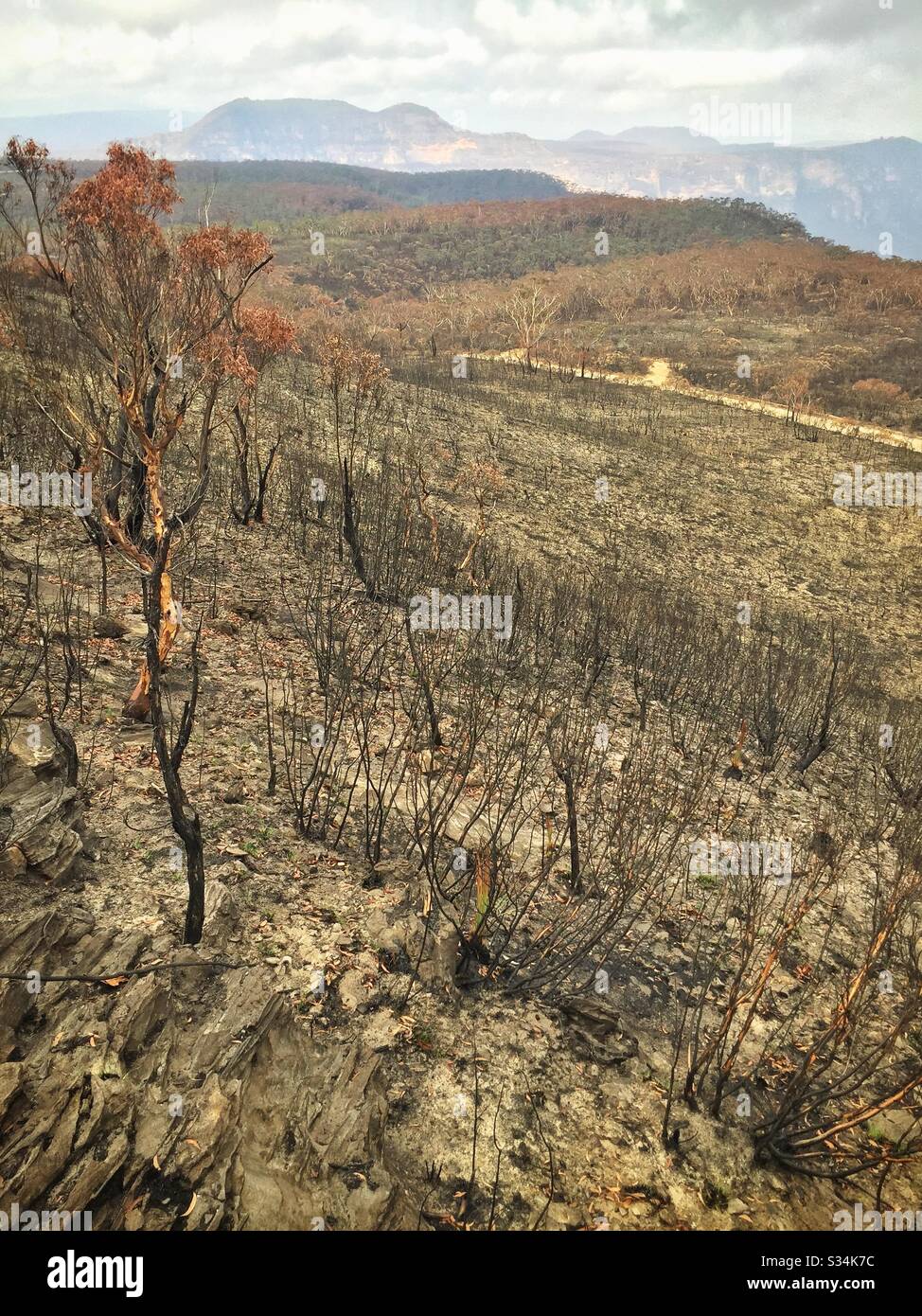 Aftermath of the bushfire on Hat Hill, Blue Mountains National Park, NSW, Australia, January 2020 - Smartphone Captured Stock Image