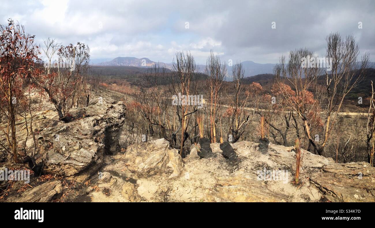 Aftermath of the bushfire on Hat Hill, Blue Mountains National Park, NSW, Australia, January 2020 - Smartphone Captured Stock Image