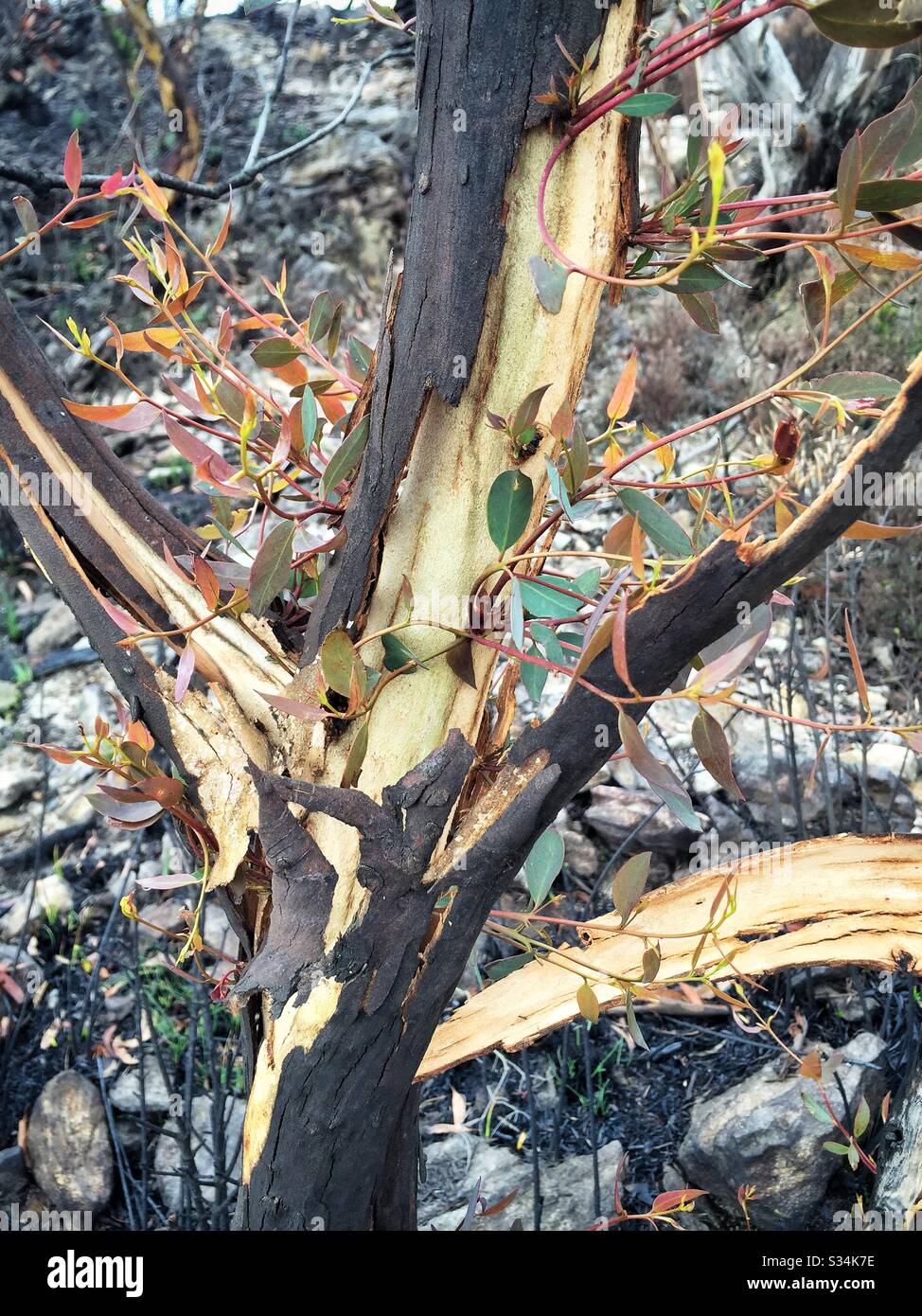 Epicormic shoots on a Eucalyptus tree about one month after being burned by bushfire, Hat Hill, Blue Mountains National Park, NSW, Australia, January 2020 - Smartphone Captured Stock Image