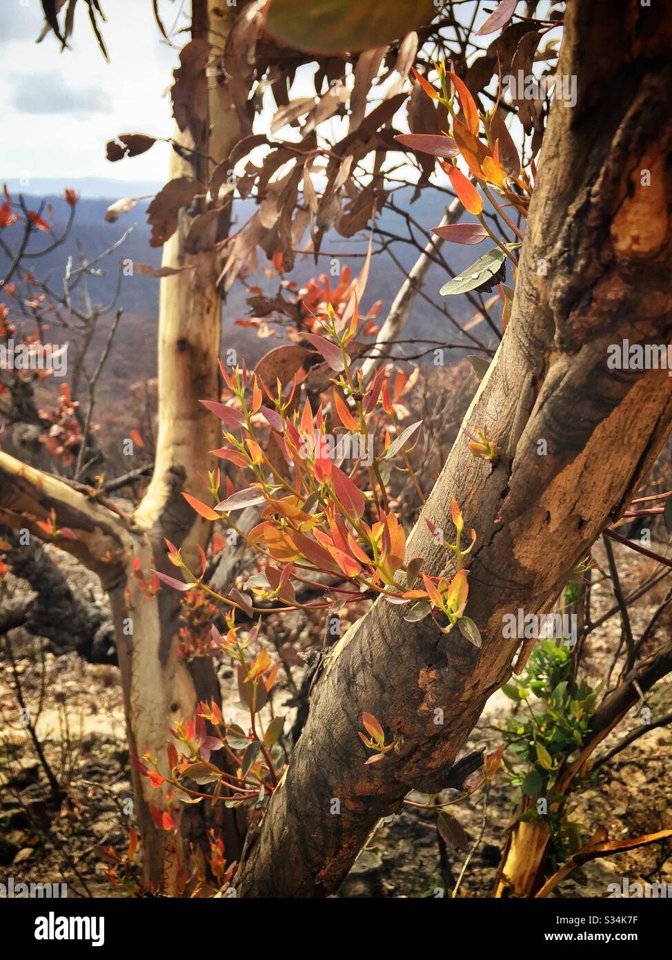 Epicormic shoots on a Eucalyptus tree about one month after being burned by bushfire, Hat Hill, Blue Mountains National Park, NSW, Australia, January 2020 - Smartphone Captured Stock Image
