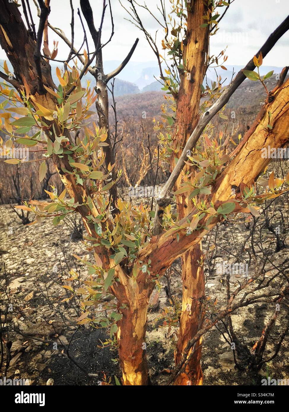 Epicormic shoots on a Eucalyptus tree about one month after being burned by bushfire, Hat Hill, Blue Mountains National Park, NSW, Australia, January 2020 - Smartphone Captured Stock Image