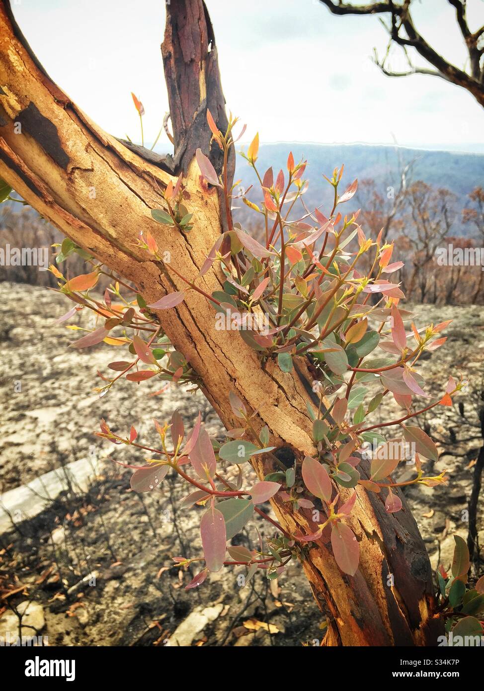 Eucalyptus epicormic shoot fire hi-res stock photography and images - Alamy