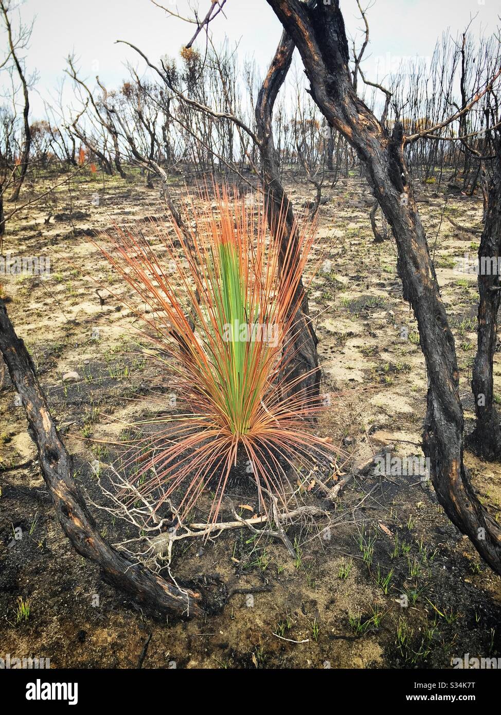 Regrowth on a Grass Tree about one month after being burned by bushfire, Hat Hill, Blue Mountains National Park, NSW, Australia, January 2020 Stock Photo