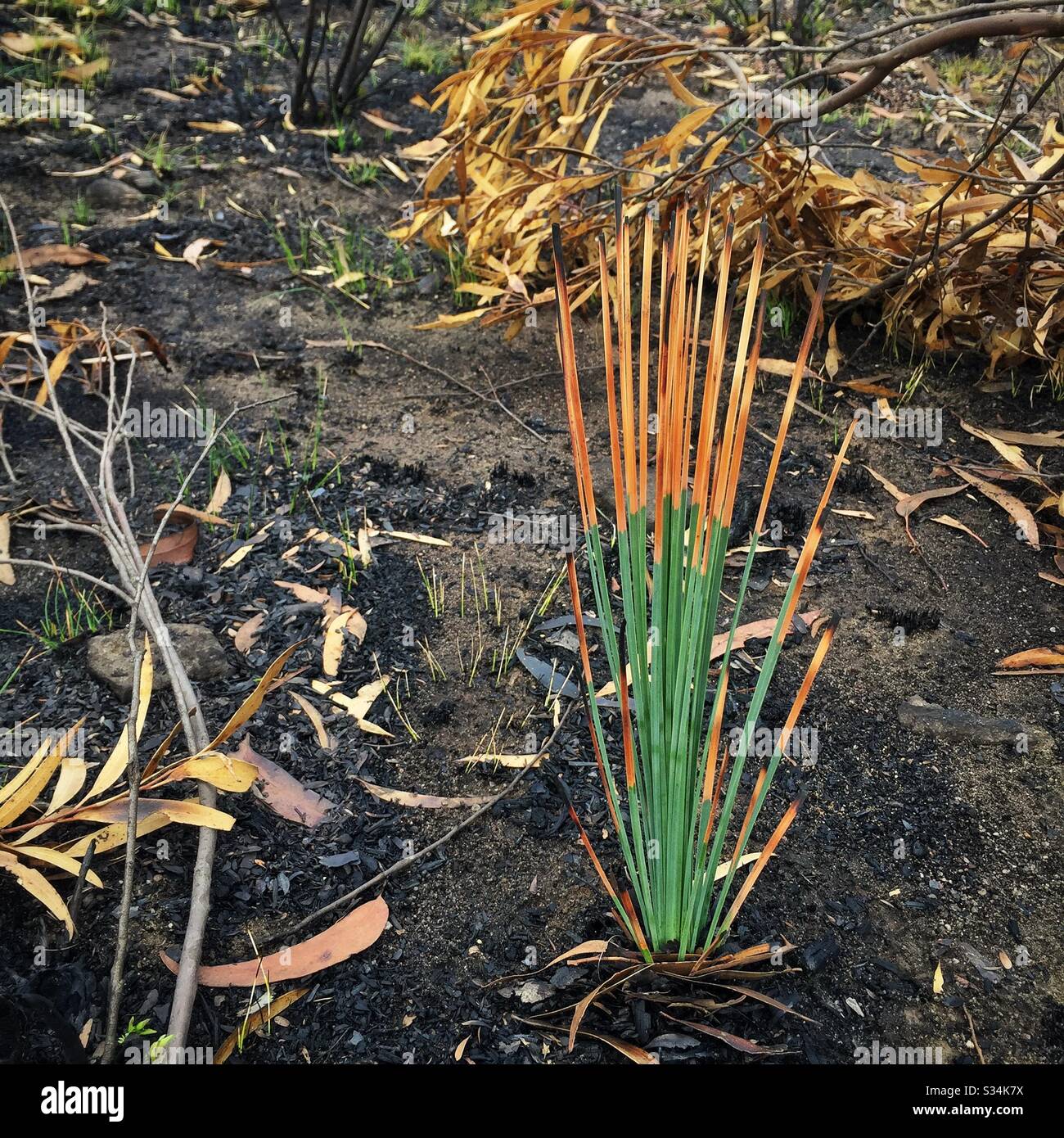 Regrowth on a Grass Tree about one month after being burned by bushfire, Hat Hill, Blue Mountains National Park, NSW, Australia, January 2020 Stock Photo