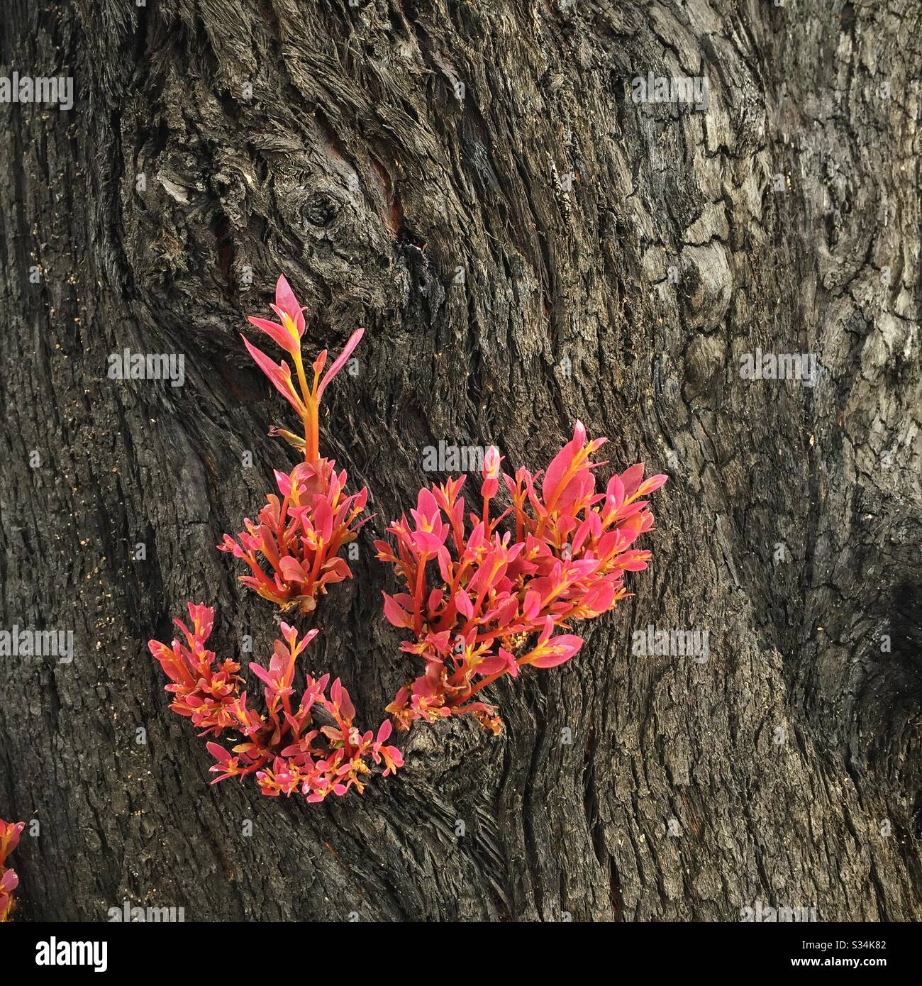 Epicormic shoots on a Eucalyptus tree about one month after being burned by bushfire, Hat Hill, Blue Mountains National Park, NSW, Australia, January 2020 - Smartphone Captured Stock Image
