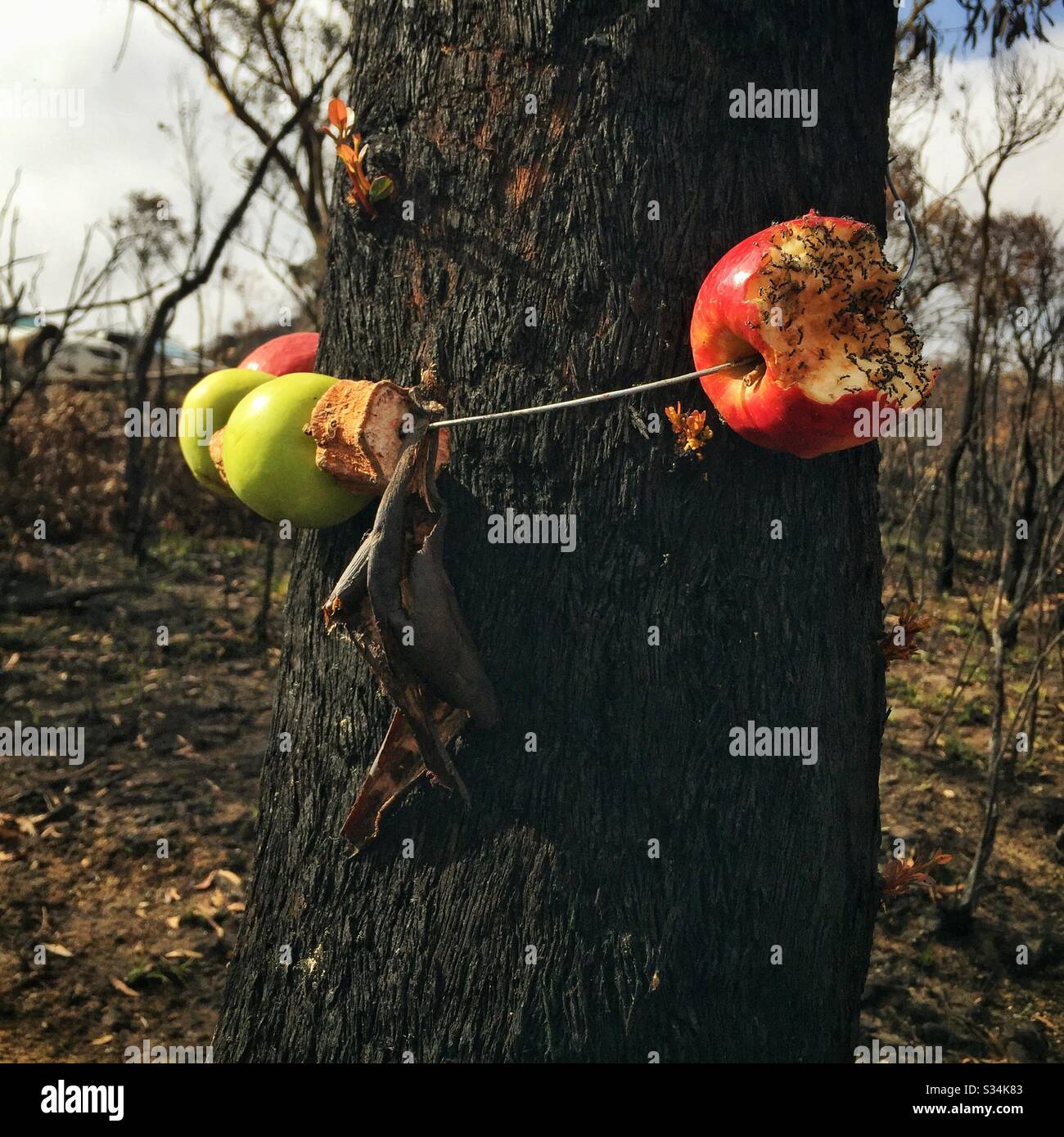 Fruit and bread hung on a tree for wildlife after damage to their habitat by bushfire, Hat Hill, Blue Mountains National Park, NSW, Australia, January 2020 - Smartphone Captured Stock Image