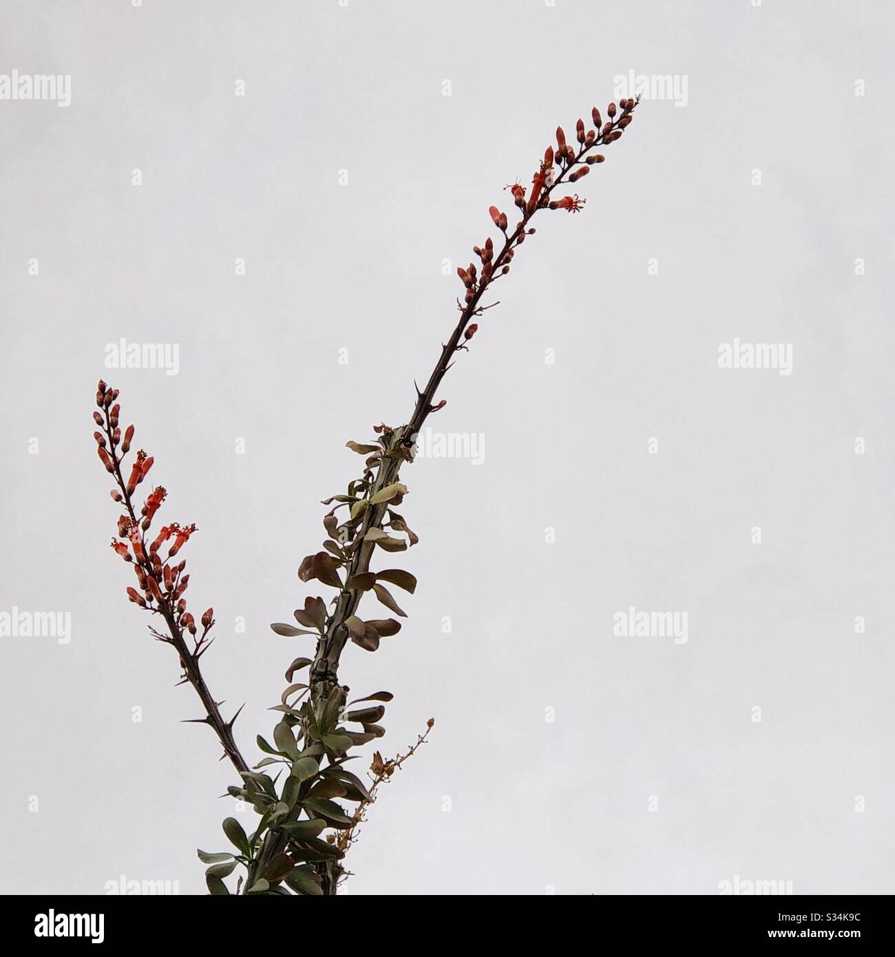 Ocotillo cactus, red blossoms, blooming, desert plant, natural, nature