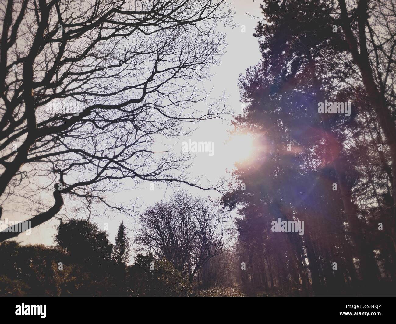 Tall pine trees in rural forest. Natural treescape scene in woodland trail. Backlit view with bright sun glare in the afternoon - Smartphone Captured Stock Image