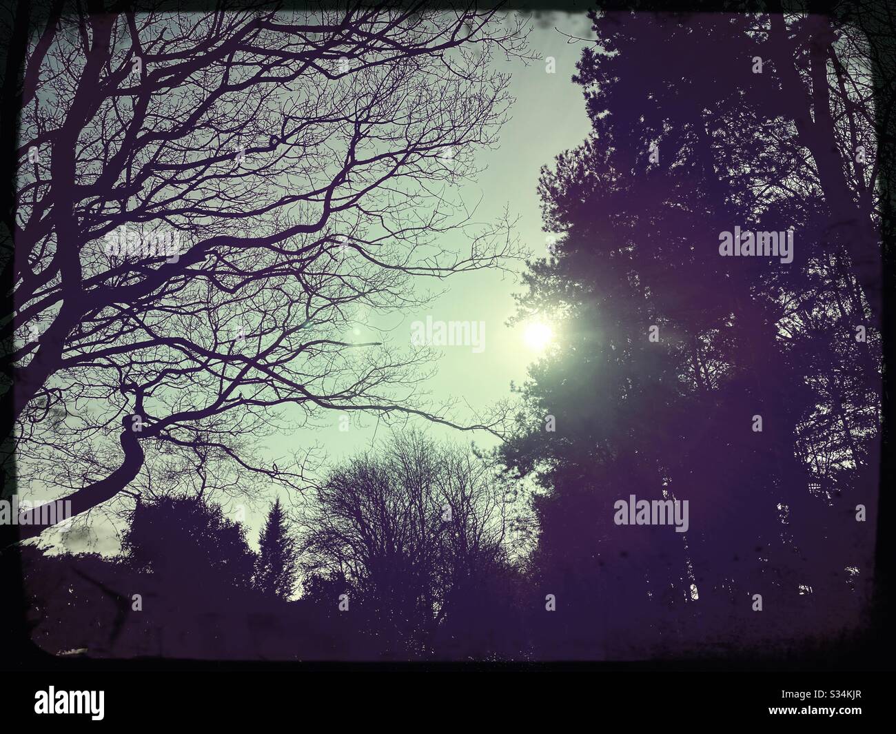 Tall pine trees in rural forest. Natural treescape scene in woodland trail. Backlit view with sun glare in the afternoon. - Smartphone Captured Stock Image