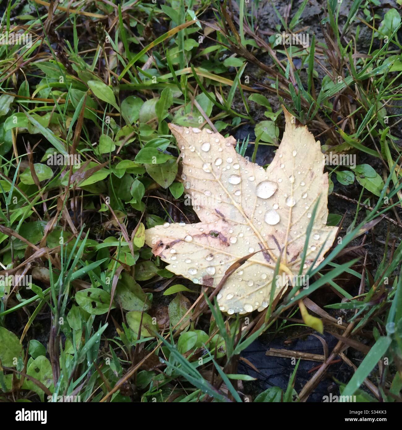 Leaf after rain - Smartphone Captured Stock Image