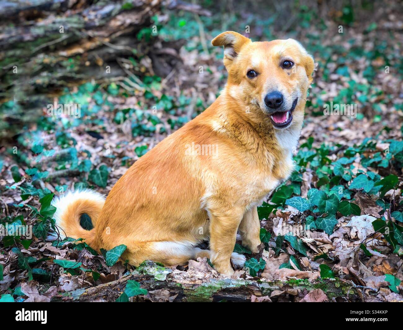 Small yellow dog in the forest - Smartphone Captured Stock Image