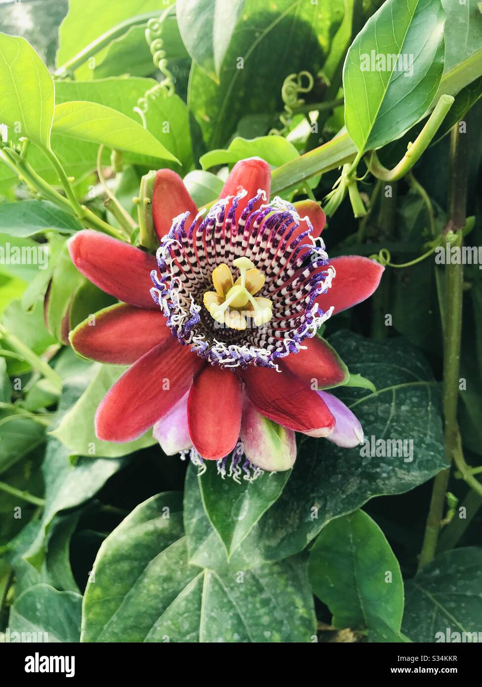 Passion flower in full bloom. It also known to represent the the five wounds of Jesus Christ. It has a haunting scent that was used in then perfume of Elizabeth Taylor’s passion. Stock Photo