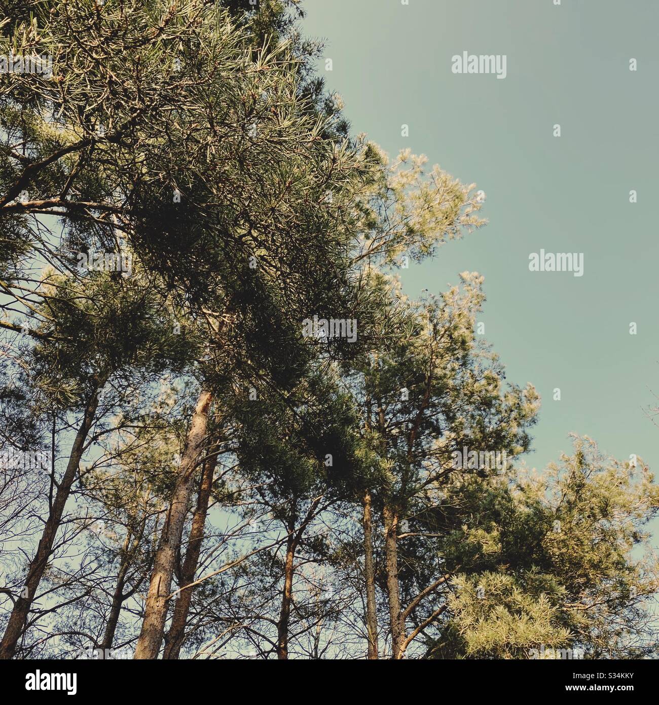 Tall pine trees in rural forest. Natural treescape scene in woodland, looking up towards green branches and sky - Smartphone Captured Stock Image