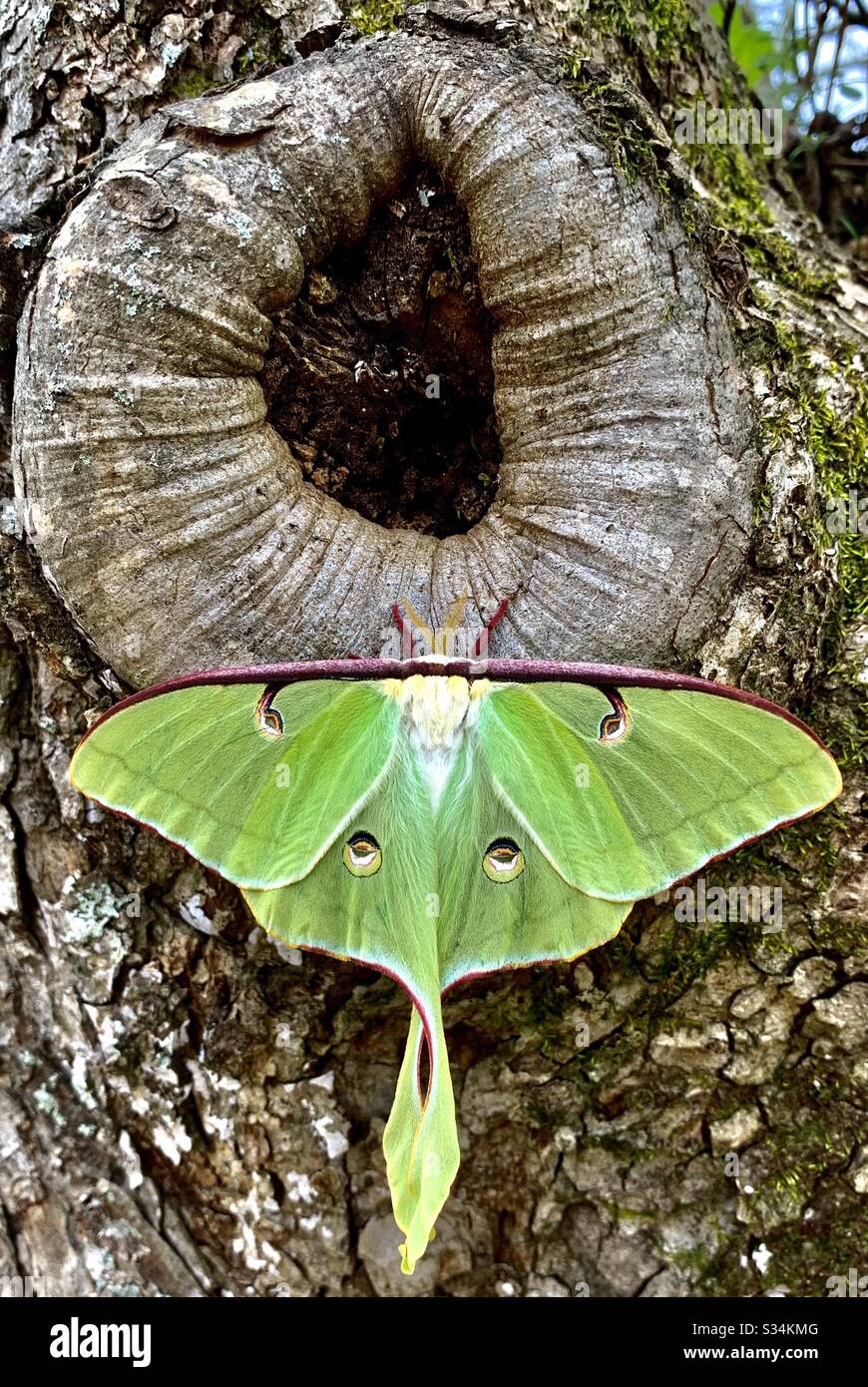 Rare Moth High Resolution Stock Photography And Images Alamy Rare Moth High Resolution Stock Photography And Images Alamy
