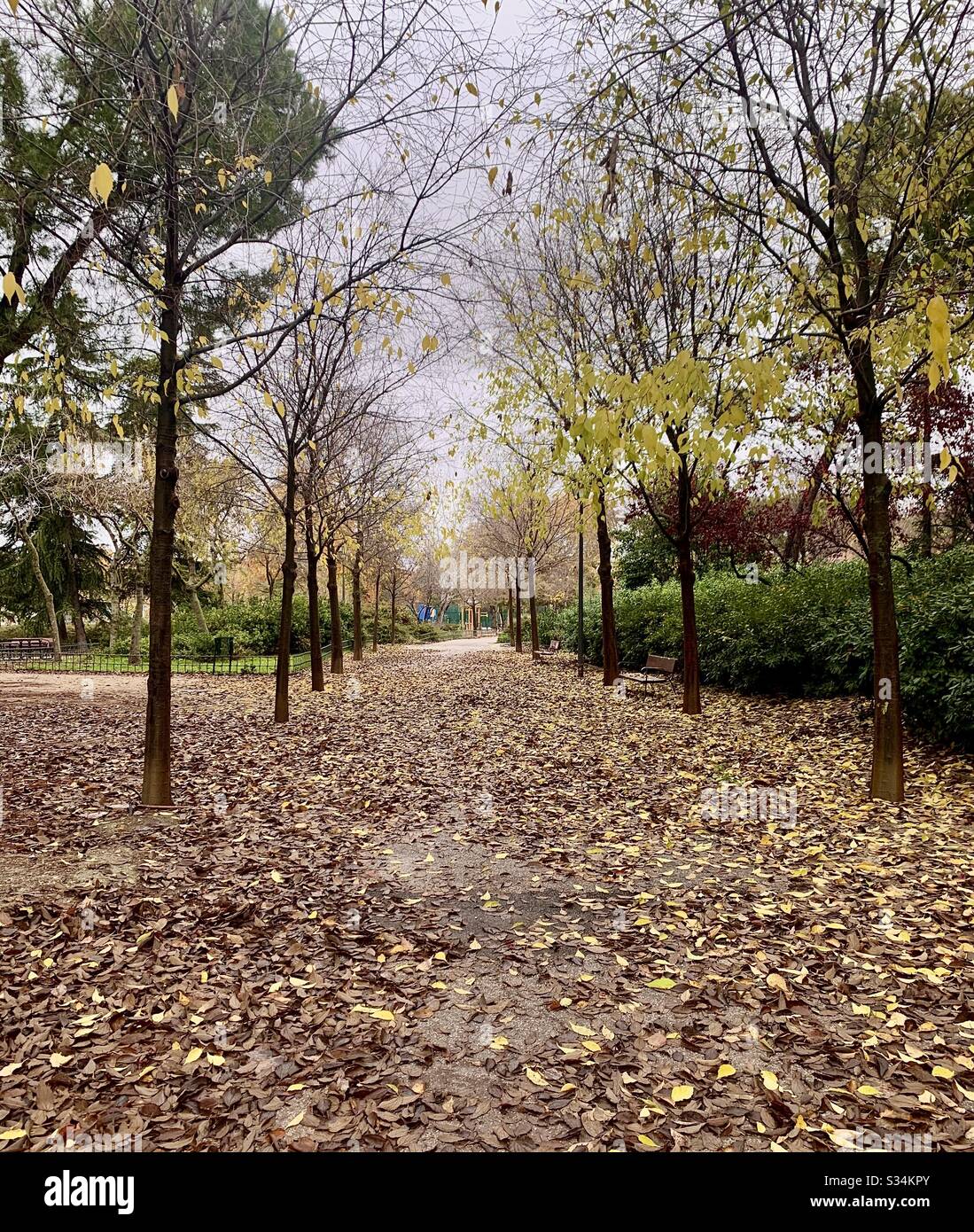 A fall day walking around the park enjoying in a cloudy day Stock Photo -  Alamy