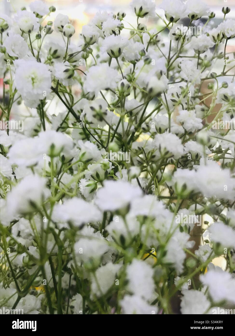 Dried Babys Breath Gypsophila White Flowers Stock Photo