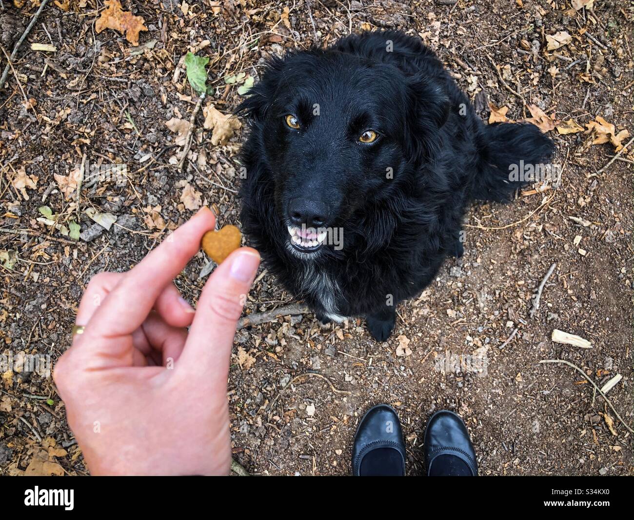 Hand holding treats and feeding a dog - Smartphone Captured Stock Image