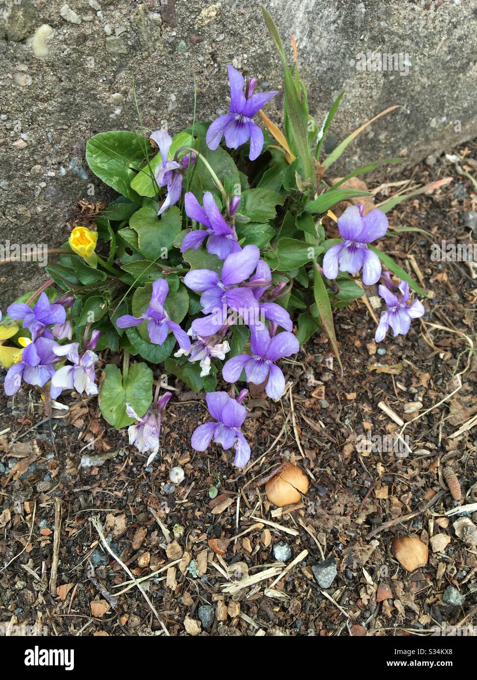 Early Dog-violet - Smartphone Captured Stock Image