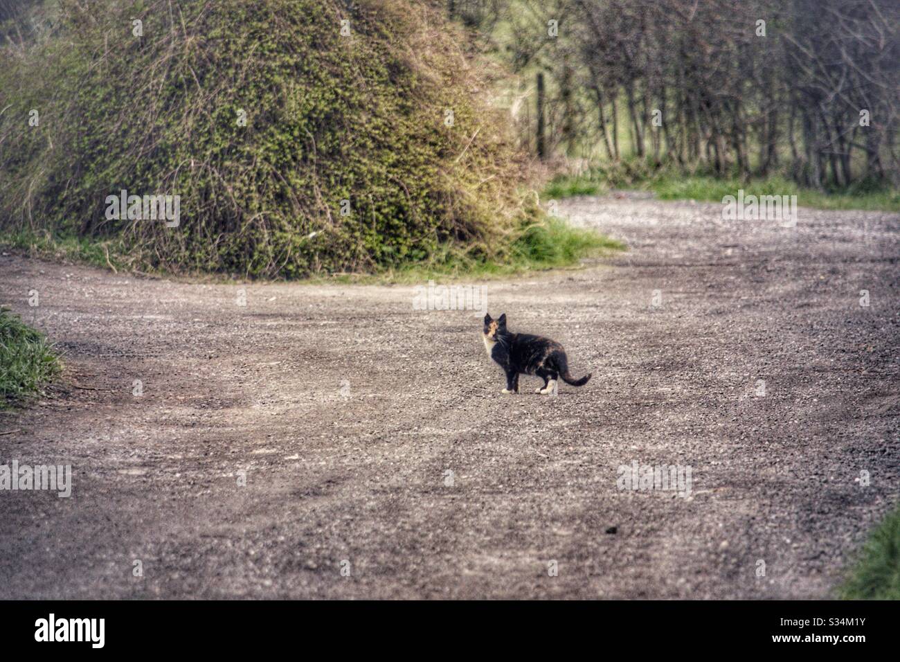Ferel cat in Yorkshire Stock Photo