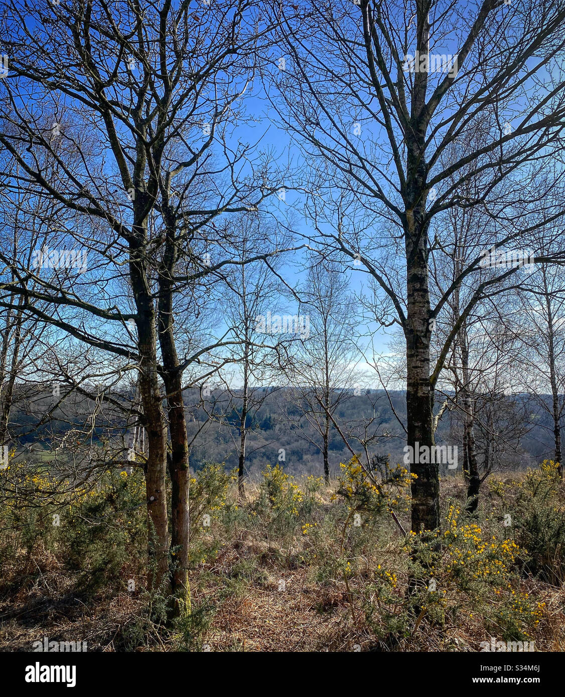 Frames by trees hi-res stock photography and images - Alamy