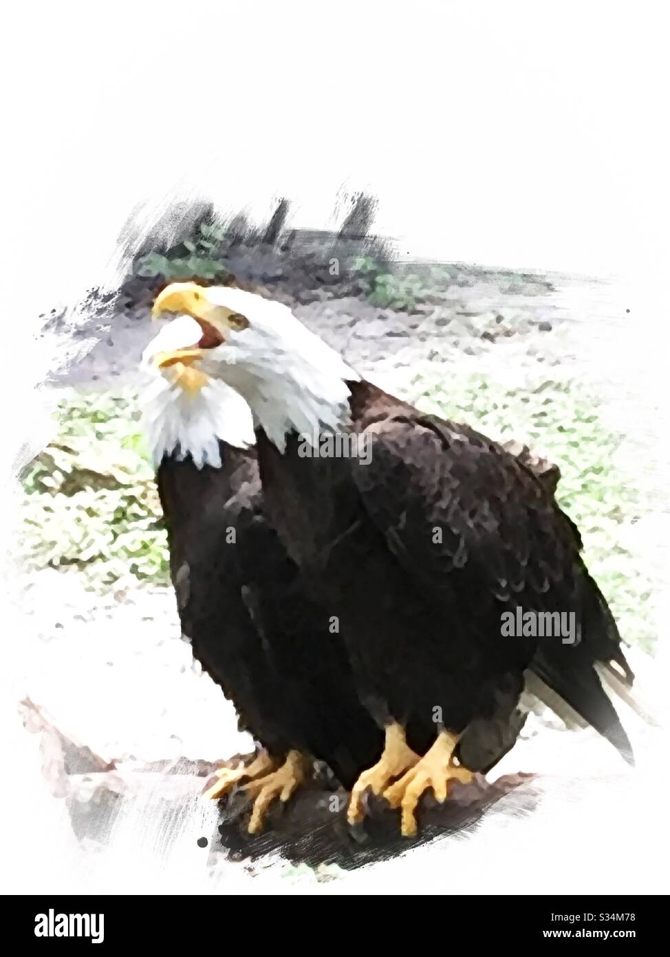 The American Bald Eagle Stock Photo