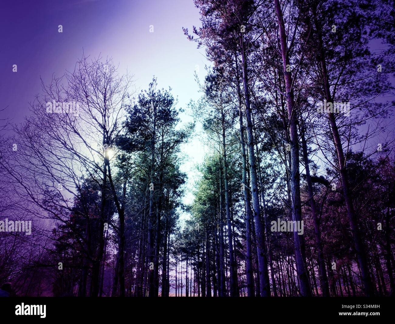 Tall pine trees in rural dense forest. Natural treescape scene in woodland trail. Backlit view with sunset behind silhouetted woods in the afternoon. Abstract violet view - Smartphone Captured Stock Image