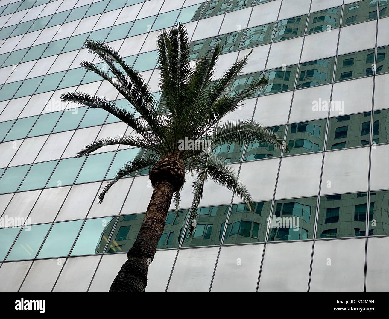 LOS ANGELES, CA, MAR 2020: palm tree with green, office building windows on skyscraper in background, Financial District of Downtown - Smartphone Captured Stock Image