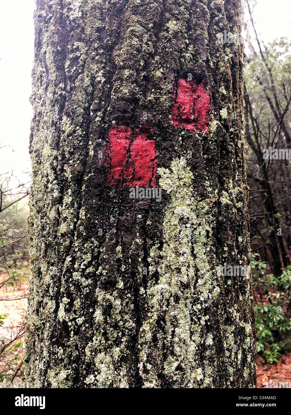 Red blaze trail markers on hiking path in the woods - Smartphone Captured Stock Image