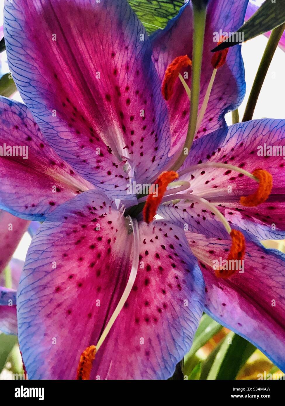 Bursting Lily Stock Photo