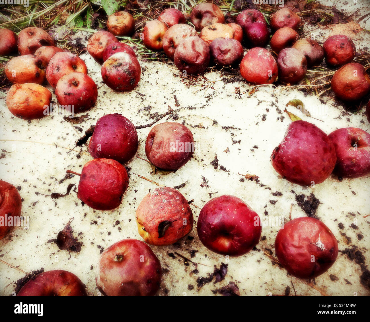 Rotting Apples on Snow Covered Ground Stock Photo