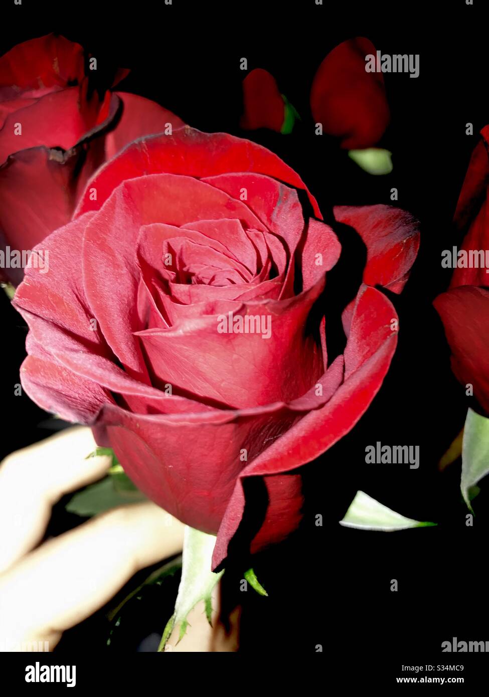 my favourite flower Stock Photo Alamy