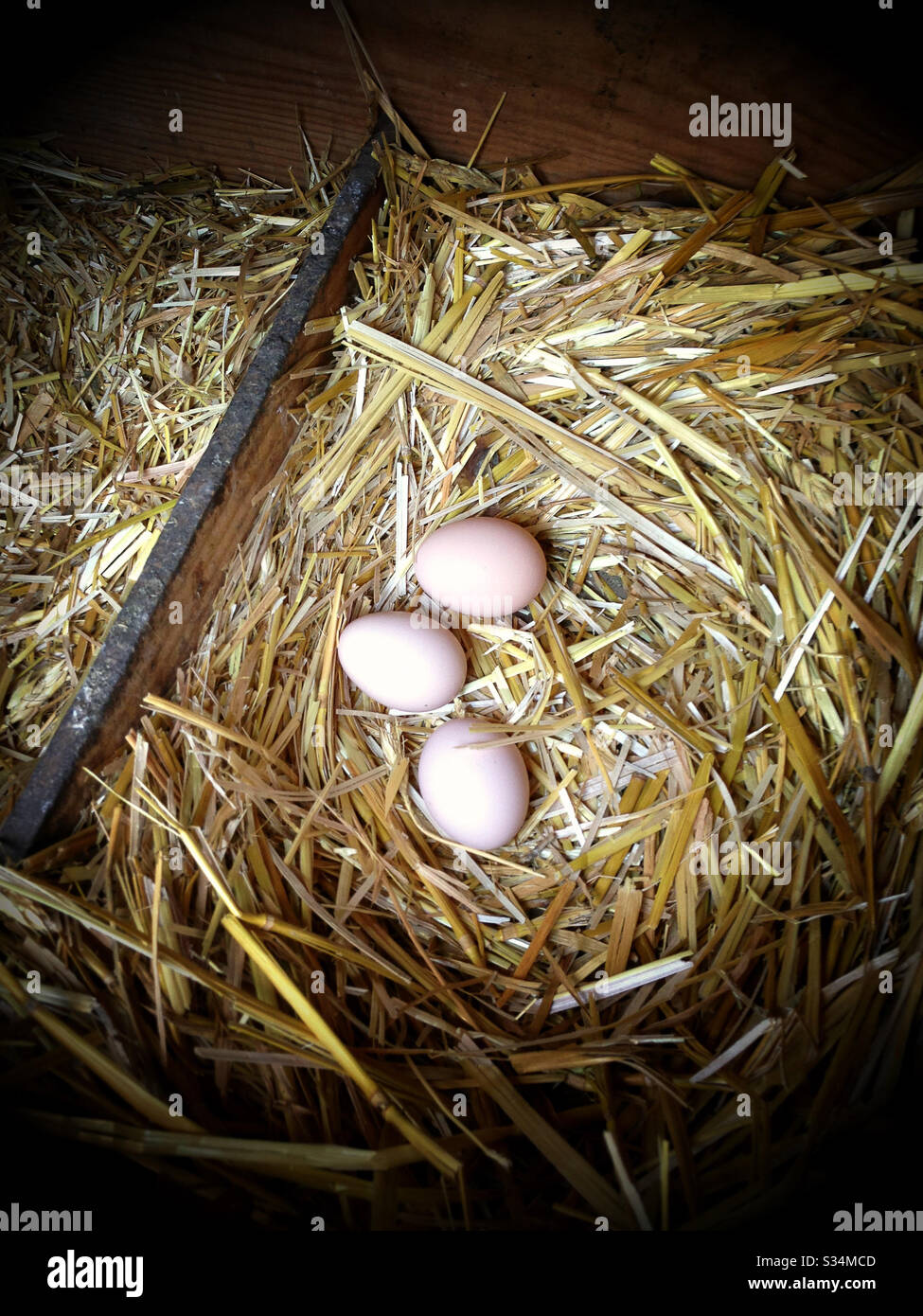 Three Fresh Brown Chicken Eggs in Nest of Hay Stock Photo